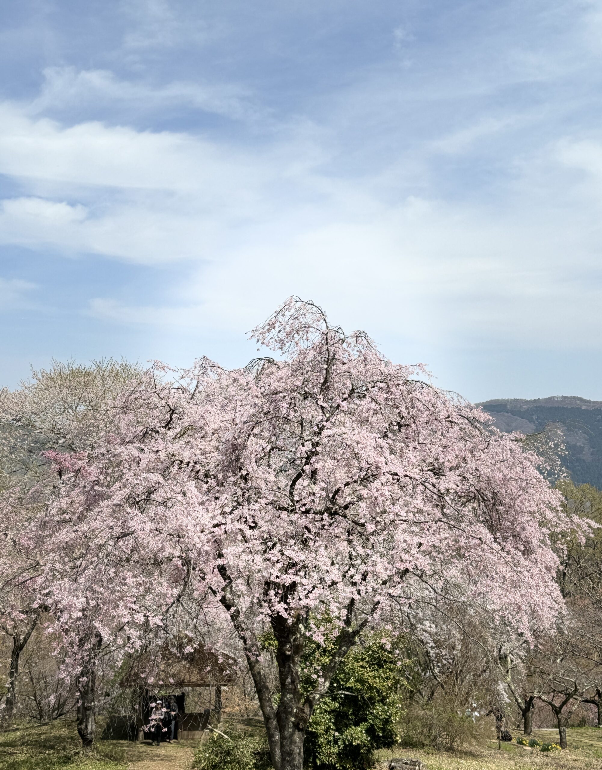 埼玉県桜名所見物